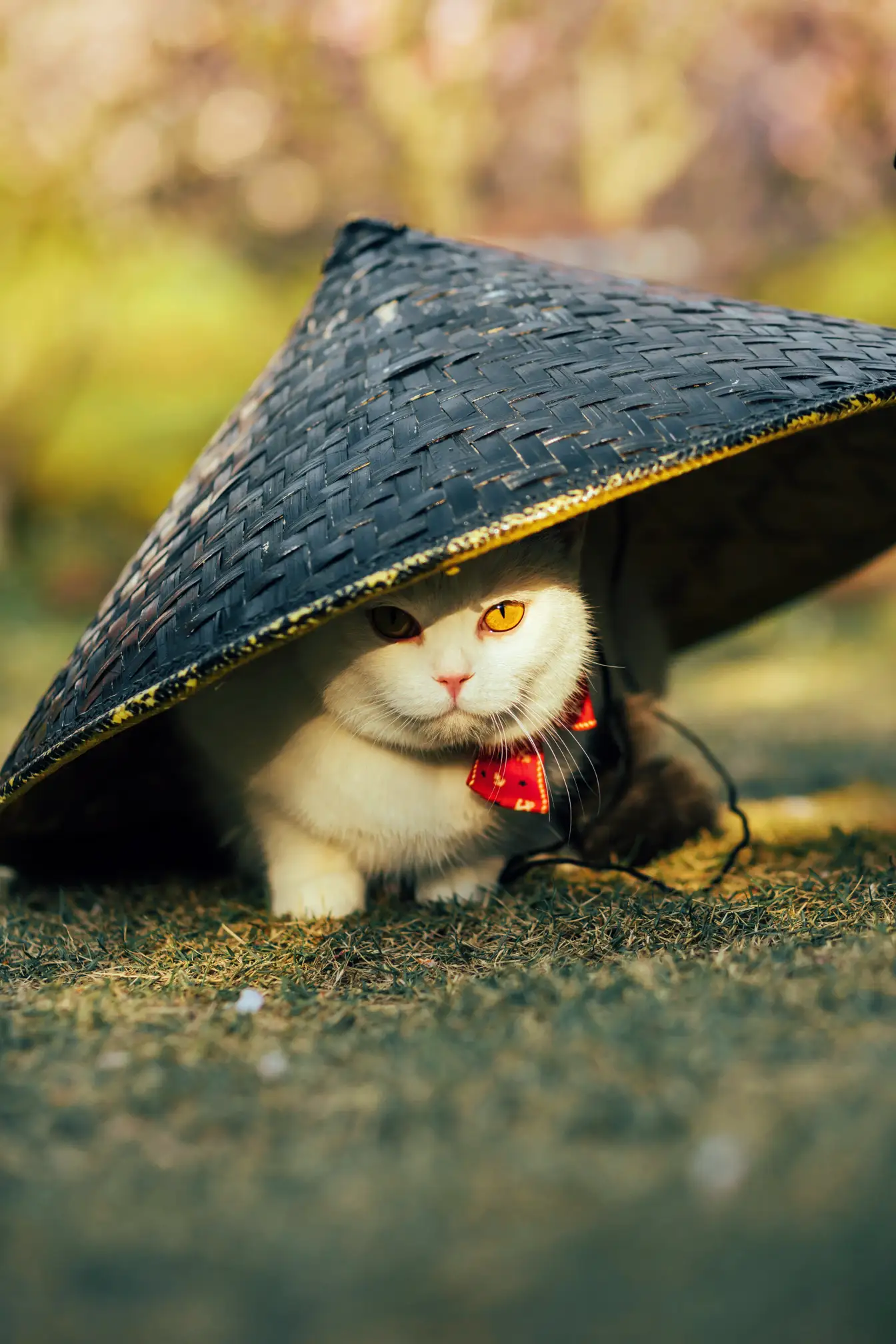 [艺图语] 2021.09.04 Vol.245 – 猫侍 邱风#[31P]-5