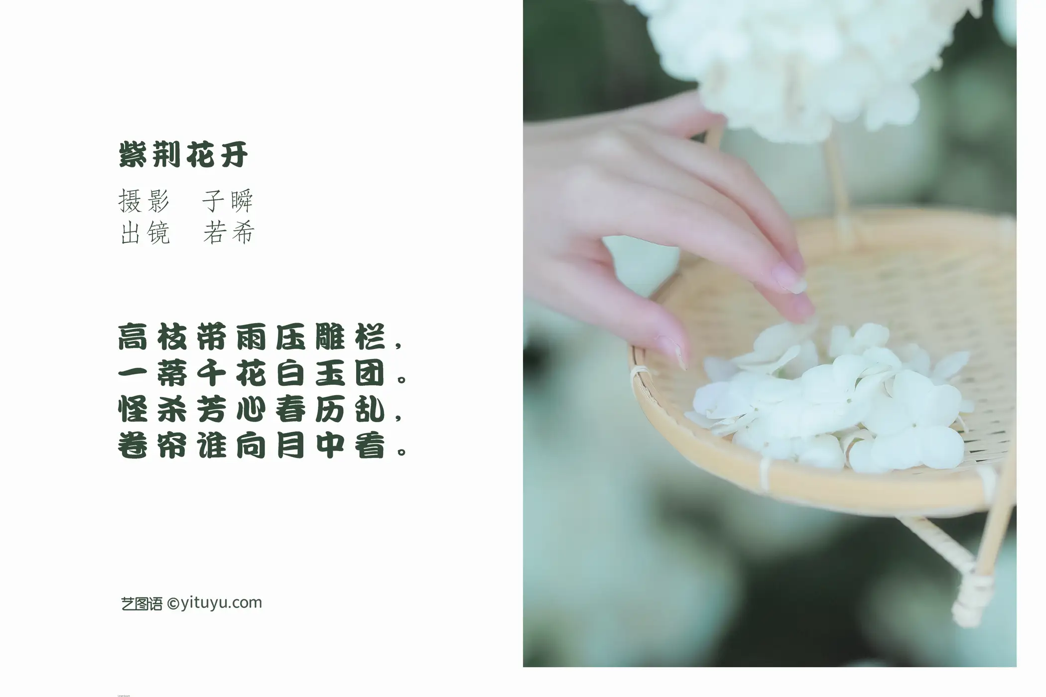 [艺图语] 2022.05.20 Vol.0940 – 紫荆花开 若希icy#[23P]-2