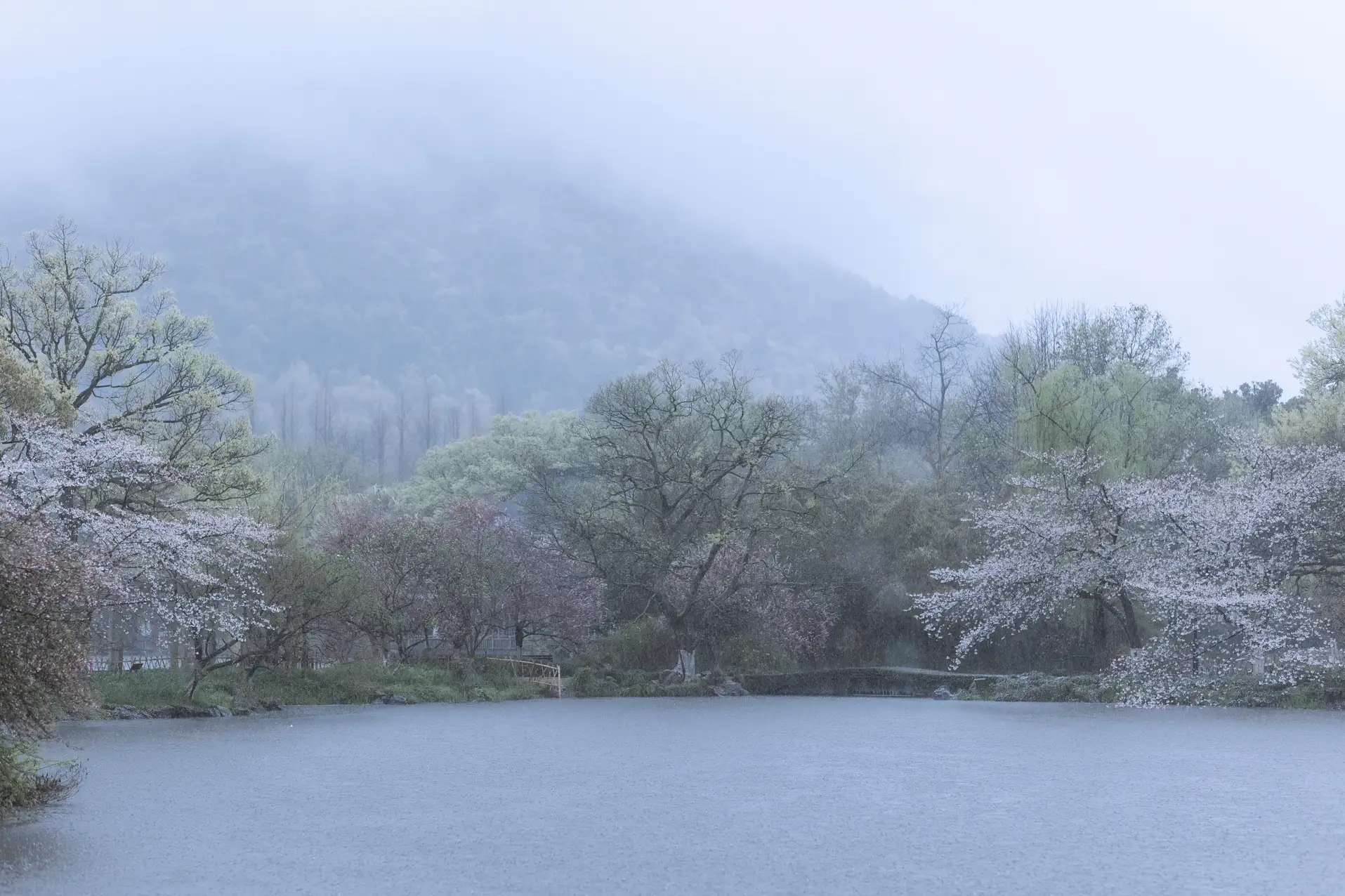 [艺图语] 2022.05.25 Vol.0984 – 雨樱花 眸小妖#[46P]-4